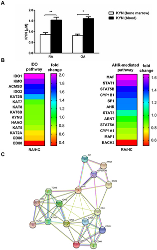 Figure 5 IDO activity in BM and periphery. (A) The kynurenine concentration was measured in BM plasma and blood plasma (obtained from the same patient) by HPLC as described in Materials and Methods. The results are presented as the mean ± SEM (n = 6 in OA and n = 8 in RA patient group). Comparison of the results were analyzed by Wilcoxon test; ** p < 0.01; * p < 0.05. (B) Heatmap of selected gene expression of IDO- and AHR-mediated pathways in RA and HC blood monocytes (n = 4 in RA and n = 4 in HC). (C) Network of protein–protein interactions (PPI) involved in IDO and AHR-mediated pathways analyzed by STRING database. IDO - indoleamine 2,3-dioxygenase; AHR - Aryl hydrocarbon receptor.