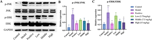 Figure 11 The results of Western blot. (A) Changes in the levels of P-JNK, JNK, P-ERK, and ERK in DSS-induced colon tissues after treatment with MEO. (B) Protein levels of p-JNK/JNK in colon tissues of each mice group. (C) Protein levels of p-ERK/ERK in colon tissues of each mice group.