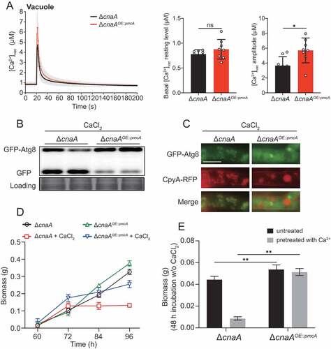 Figure 6. Overexpressing P-type Ca2+-ATPase PmcA in the ΔcnaA mutant significantly rescues calcium toxicity-related phenotypes