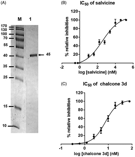Figure 5. (A) SDS–PAGE gel analysis of the enriched rhTopoIIα ATPase domain. Lane M: molecular weight marker of standard protein; Lane 1: enriched rhTopoIIα ATPase domain (45 kDa). (B,C) The IC50 curves of (B) salvicine and (C) 3d against the ATPase activity of rhTopoIIα. Data are shown as the mean ±1 SD, derived from three independent experiments.