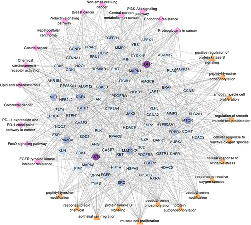 Figure 4 Core hub genes of AM for colon cancer. Triangle nodes represented BP terms; prismatic nodes represented KEGG terms; circle nodes represented genes and dark purple nodes indicated the higher degree values.