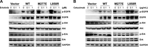 Figure 3 The NIH 3T3 cell lines harboring EGFR M277E mutations are sensitive to erlotinib and cetuximab.