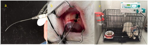 Figure 1. A polyvinyl chloride tube was fixed with the suture on the sclera of rabbit (a,b); another end of the tube was connected with an auto-infusion pump to infuse the drug to the subternon (c).