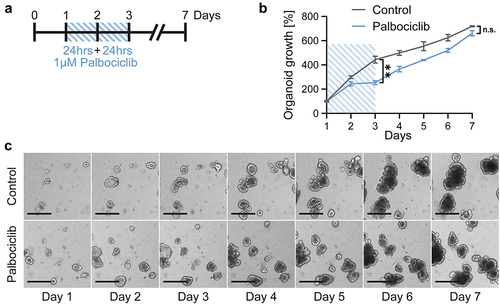 Figure 1. Intestinal organoids grow despite transient CDK4/6 inhibition.