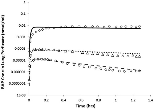 Figure 2. PBPK model predictions of BaP in the perfusate of SD rat lungs that are isolated, ventilated, and perfused (Ewing et al., Citation2006) following inhalation of BaP-coated silica particles (3.5 μm MMAD, 1.73 σ). Two-second puffs at 1.69 ml/breath, 75 breaths per minute were administered endotracheally at three concentrations (lines are for concentrations of 0.065 (dashed line, circles), 1.73 (dotted line, triangles) and 554.7 (solid lines, diamonds) mg BaP/m3). Symbols indicate mean values of n = 3 rats.