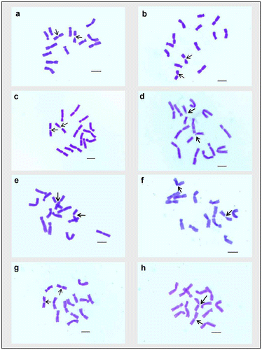 Figure 2. Giemsa stained somatic metaphase plates of different cultivars of Lens culinaris. (a) EC-78410; (b) EC-78451-A; (c) EC-78452; (d) EC-78475; (e) EC-78476; (f) EC-78542-A; (g) EC-223188; (h) EC-255491. Arrows indicate chromosomes with two constrictions. Bar = 5 μm.