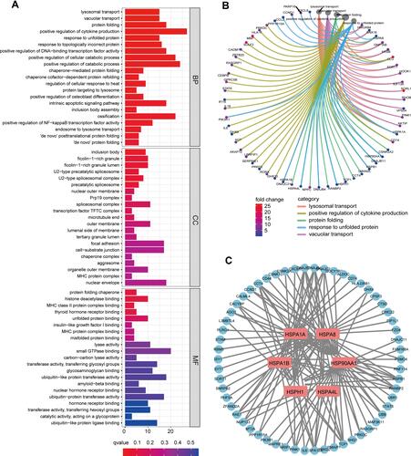 Figure 1 (A) Gene Ontology (GO) analysis of differentially expressed genes (DEGs) in pRCC and mRCC samples. (B) Circle graphs of the first five pathways and the DEGs involved in the biological process of GO. (C) The six HSP-related HUB genes and their interaction network with DEGs were obtained by Cytoscape.