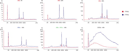 Fig. 3 RNA profiles from different subpopulations of extracellular vesicles (EVs) after TRAIL-induced apoptosis. The electropherograms show the RNA size distribution in nucleotides (nt) and fluorescence intensity (FU) in apoptotic bodies (ABs), microvesicles (MVs), ABs and MVs together (ABs+MVs) and exosomes (EXOs) in TF-1 cells with and without TRAIL treatment. The short peak at 25 nt is an internal standard. (A–C) RNA profiles from ABs released by TF-1 cells after 4, 24, 48 hours of TRAIL treatment (in blue) and without TRAIL (in red). After 4 hours (A), 24 hours (B) and 48 hours (C) of TRAIL treatment, in ABs, the peaks of 18S and 28S rRNAs are more prominent comparing with ABs released in the absence of TRAIL. (D–F) RNA profiles from MVs, ABs+MVs and EXOs released by TF-1 cells after 48 hours of TRAIL treatment (in blue) and without TRAIL (in red). (D) The low 18S and 28S rRNA peaks in MVs without TRAIL (in red) become much more prominent after TRAIL treatment (in blue). (E) The highest rRNA peaks are seen in the pellet composed by ABs and MVs together (ABs+MVs). (F) After 48 hours of TRAIL-induced apoptosis, increased amount of small RNAs is observed in exosomes (EXOs). The electropherograms are representative of n=2.