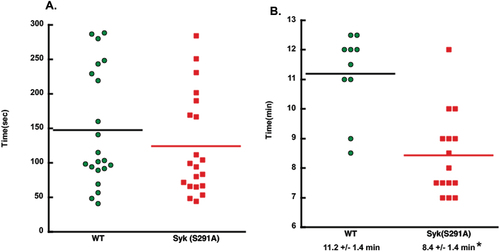 Figure 6. In vivo thrombus formation is enhanced in Syk S291A knock-in mice. (A) Scatter plot showing the time it took for bleeding to stop during tail bleeding experiments conducted on homozygous SykS291A/S291A knock-in and WT (SykWT/WT) littermate control mice 4–6 weeks of age in a blind fashion. (B) Scatter plot of the time to occlusion in WT and Syk S291A knock-in mice in a blind fashion following 7.5% FeCl3 injury on the carotid artery and analyzed by student’s test.