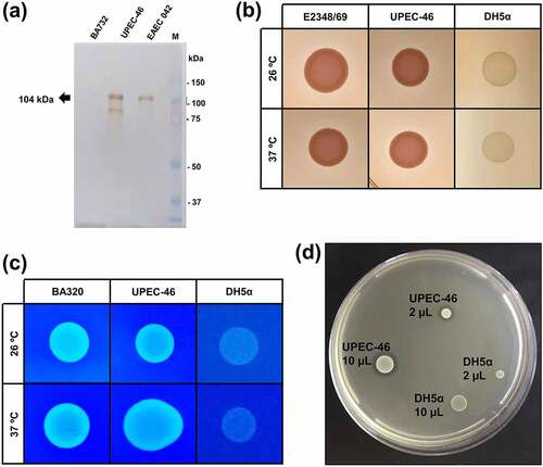 Figure 7. Phenotypic characteristics of UPEC-46. (a) Pet detection in the UPEC-46 using culture supernatants. The bacterial supernatants were cultivated in LB and precipitated with Trichloroacetic acid (TCA). Immunoblotting was performed with anti-Pet IgG and developed with Diaminobenzidine. Positive control: EAEC 042. Negative control: EAEC BA732. M: Precision plus protein™ dual color standards (Bio-Rad, USA) used as molecular weight. (b) Analysis of curli expression using the Congo red agar at 26°C and 37°C. EPEC E2348/69 and E. coli DH5α represent positive and negative controls, respectively. (c) Cellulose expression using the cellulose agar at 26°C and 37°C. E. coli BA320 and DH5α were used as positive and negative controls, respectively. (d) Bacteriocin production of UPEC-46. A drop of 2 and 10 μL of the overnight culture (UPEC-46 and negative control) was placed on a plate containing a freshly prepared lawn of E. coli C600 (indicator strain for bacteriocin production). After overnight incubation at 37°C, the plate was examined for clear zones. E. coli DH5α was used as a negative control