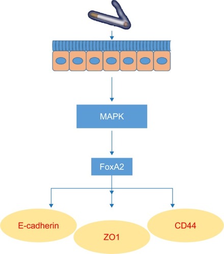 Figure 9 Effects of MAPK pathway in CS-induced epithelial metaplasia.