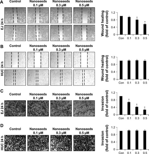 Figure 7 Inhibition of migration and invasion of EJ cells induced by Au@Pt-NSs.Notes: Both EJ cells and HUCs were preincubated with mitomycin C followed by incubation with Au@Pt-NSs (0, 0.1, 0.3, and 0.5 μM) for 24 h. (A, B) Cellular images of migratory EJ cells (A) and HUCs (B) photographed under an inverted microscope (40× magnification). Bar graphs present the relative fold changes in migration distances compared with the control. (C, D) Treatment with Au@Pt-NSs inhibited the invasiveness of EJ cells. Both EJ (C) and HUCs (D) were added onto the upper chamber and incubated with Au@Pt-NSs (0, 0.1, 0.3, and 0.5 μM) for 24 h. Cells invading the lower surface of the membrane were visualized using crystal violet staining. In the bar graphs, the amount of invading cells was estimated as the fold change compared with the control. For the bar graphs, values are presented as mean ± SD of three independent experiments; *P < 0.05, compared with the control group.Abbreviations: Au@Pt-NSs, gold@platinum nanoseeds; Con, negative control; HUCs, human urothelial cells.