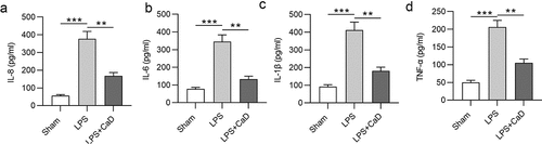 Figure 4. Inflammatory response was inhibited CaD treatment. Renal inflammatory marker levels of (a) IL-8, (b) IL-6, (c) IL-1β, and (d) TNF-α in various experimental groups were determined using ELISA. N = 10 in each group. **p  <  0.01; ***p  <  0.001.