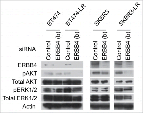 Figure 4. Genetic ablation of ERBB4 results in inhibition of the AKT pathway in lapatinib-resistant cells. siRNA knockdown of ERBB4 was performed in BT474, BT474-LR, SKBR3, and SKBR3-LR. Twenty hours later, the pan-caspase inhibitor Q-VD-OPh (20 μM) was added to prevent apoptosis. Seventy-two hours after siRNA knockdown, cell lysates were prepared and western blotting was performed to detect ERBB4, phospho-AKT (pAKT; phospho-Thr308), total AKT, phospho-ERK1/2 (pERK; phsoho-Thr202 and -Tyr204), total ERK1/2, and actin.