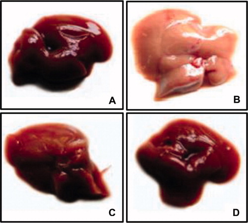 Figure 1. Gross appearance of liver. HFFD group (B) shows hepatomegaly and pale appearance compared to CON group (A). Liver from HFFD + GEN group (C) shows near-normal appearance. CON + GEN group (D) shows normal appearance of liver.