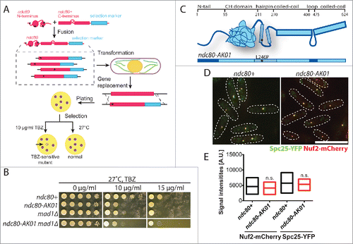 Figure 1. Isolation and initial characterization of the ndc80-AK01 mutant. (A) Scheme of ndc80 mutant isolation. Randomly mutagenized N-terminal fragments (corresponding to 1st to 280th amino acid residues) of the ndc80 gene were fused with a C-terminal construct (238th to 624th amino acid) containing a kanamycin selection marker. The fusion ndc80 constructs were then transformed into a wild type fission yeast strain, by which the endogenous ndc80+ gene is replaced by the mutated ndc80-kanR gene through homologous recombination. Asterisks represent introduced mutations. Transformants were plated on YE5S plates at 27°C, and replica-plated onto kanamycin (G418) plates after 24 h. Upon 4 d incubation, cells were again replica-plated to YE5S with 10 μg/ml TBZ (thiabendazole). TBZ sensitive mutants cannot grow on TBZ plates. (B) TBZ sensitivity. Ten-fold serial dilutions of individual cells were spotted onto YE5S containing indicated concentrations of TBZ for 3 d at 27°C (5 × 104 cells in the first spot). (C) Schematic presentation of Ndc80 protein. The ndc80-AK01 mutant contains a mutation in the hairpin region of Ndc80 (L246P). (D) The Ndc80 complex in ndc80-AK01 remains intact. Spc25-YFP and Nuf2-mCherry were visualized in wild type and ndc80-AK01 after 120 minutes in YE5S with 50 μg/ml TBZ and 60 μg/ml of CBZ at 27°C. n > 200 cells. (E) Quantification of Spc25-YFP and Nuf2-mCherry signal intensities. Statistical significance was determined by student's t-test (n > 20 cells). Scale bar, 10 μm.