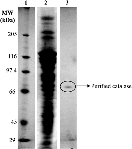 Figure 3. PAGE of P. chrysosporium catalase; lane 1: molecular weight markers, lane 2: crude extract of P. chrysosporium, and lane 3: purified P. chrysosporium catalase.