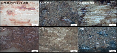 Figure 6. Examples of polish associated with cleaning wear. The top row shows an ethnohistoric poisoned bone arrowhead collected in 1926 with no polish, followed by two experimental examples showing polish that has developed as a result of rubbing with a course cotton dishcloth. The bottom row illustrates comparable polish on three bone tools from Broederstroom. All the micrographs were taken at 100x magnification.