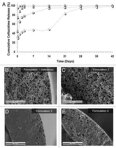 Figure 3. (A) Controlled release of the antibiotic drug ceftazidime from composite structures based on various formulations. ○, the reference formulation (formulation 1): 5% w/w ceftazidime and 15% w/v polymer (75/25 PDLGA, MW = 100 KDa), O:A = 6:1; △, formulation 2: increased O:A phase ratio (12:1); formulation 3: increased polymer MW (240KDa); ◇, formulation 4: increased polymer content in the organic phase (20%). (B–E) SEM fractographs showing the effect of a change in the emulsion’s formulation parameters on the microstructure of the binding matrix for formulations 1–4, respectively.Citation10