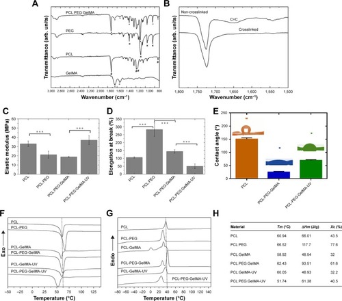 Figure 3 (A, B) FTIR spectra collected of the developed scaffolds: (A) indexed peaks identified by different symbols, (B) C=C bond before and after UV irradiation. (C, D) The mechanical analysis of the electrospun scaffolds: (C) elastic modulus and (D) elongation at break. The values are expressed as means and SDs (***P<0.001, n=3). (E) The contact angles measured and images of the water drops on the PCL, PCL:PEG:GelMA, and PCL:PEG:GelMA-UV. (F, G) The DSC thermograms of the fibers: (F) first heating cycle and (G) first cooling cycle. (H) The thermal analysis of all the fiber components analyzed providing the Tm (crystalline melting temperature), ΔHm (melting enthalpy), ΔHc (crystallization enthalpy) and Xc (fiber crystallinity). All the calculated Xc belongs to the PCL in the mat, thus only the 100% ΔHm = melting enthalpy of a 100% crystalline PCL employed.Abbreviations: FTIR, Fourier-transform infrared spectroscopy; GelMA, gelatin methacryloyl; PCL, polycaprolactone; DSC, differential scanning calorimetry; PEG, poly(ethylene glycol).