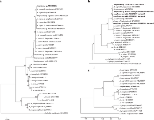 Fig. 1 Phylogenetic analysis of “Anaplasmacapra” based on partial sequences of the 16S rRNA (1261 bp, a), gltA (594 bp, b), and msp4 genes (656 bp, c). Phylogenetic trees were constructed based on the sequence distance method using the neighbor-joining (NJ) algorithm with the Kimura two-parameter model in MEGA 4.0 software. Bootstrap analysis was performed with 1000 replicates. Ehrlichia chaffeensis or Rickettsia rickettsii was used as the outgroup. Boldface indicates the sequences obtained in this study