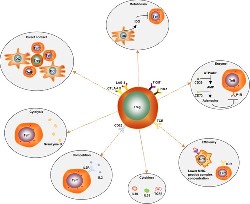 Figure 2 Known immunoregulatory mechanisms of Tregs: (1) Direct intercellular contact may be the primary suppressive mechanism of Tregs. (2) Tregs produce granzyme B, which directly leads to Teff’s death. (3) CD25 is highly constitutively expressed on Tregs, which gives Tregs an advantage regarding competitively combining with IL-2 to inhibit Teff proliferation. (4) Tregs secrete immunosuppressive cytokines, such as IL-10, IL-35 and TGF-β. (5) The antigen concentration required for stimulating CD25+CD4+ T cells to exert suppression is much lower than that required for stimulating CD25-CD4+ T cells to proliferate. (6) Tregs secrete the extracellular enzymes CD39 and CD73. CD39 can degrade ATP or ADP into AMP, and then AMP is degraded into adenosine by CD73. Adenosine binds to the adenosine receptors (P1 receptors), which are expressed by activated Teff, thus inducing an immunosuppressive effect. (7) Direct contact of Tregs with DCs can induce DCs to produce and secrete indoleamine 2, 3-dioxygenase (IDO). IDO selectively impairs Teff function by producing the toxic catabolic product kynurenine. (8) Immune checkpoints such as TIGIT, LAG-3, CTLA-4 and PD-L1 are highly expressed on the surface of tumor-infiltrating eTregs.