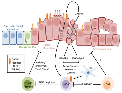 Figure 1. RAGE signaling recruits myeloid-derived suppressor cells and dendritic cells. Receptor for advanced glycation end products (RAGE) ligands such as high mobility group box 1 HMGB1 and S100A8/A9 are actively secreted or passively released in the tumor microenvironment by stressed and dying malignant cells as well as by specific immune cells. The activation of RAGE, which is often overexpressed on transformed cells, cause the expression of chemokines involved in angiogenesis and tissue repair while favoring the intratumoral accumulation of myeloid-derived suppressor cells (MDSCs). In the absence of RAGE, MDSCs fail to accumulate and are replaced by mature macrophage-like cells, overall resulting in the inhibition of carcinogenesis. DC, dendritic cell.