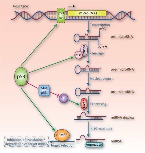 Figure 2 Effects of p53 on miRNA biogenesis.