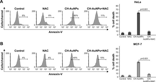 Figure 9 Effect of ROS inhibition upon CH-AuNPs treatment of HeLa and MCF-7 cells.Notes: Cell death of HeLa (A) and MCF-7 (B) cells left alone or pretreated with NAC and then treated with CC50 of CH-AuNPs for 24 hours was analyzed by flow cytometry through AnnV staining (left). The results were analyzed and graphed (right).Abbreviations: AnnV, Annexin-V; CH-AuNPs, chitosan gold nanoparticles; NAC, N-acetyl-L-cysteine; ROS, reactive oxygen species; CC50, concentration required to reduce cell viability by 50%.