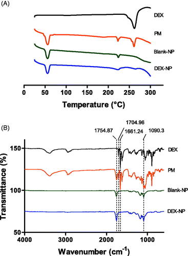Figure 1. Physicochemical characterization. (A) Differential scanning calorimetry curves of DEX, PM, blank-NP, and DEX-NP and (B) Fourier transform infrared (FT-IR) spectrometry stretching absorption peaks of DEX, PM, blank-NP, and DEX-NPs.