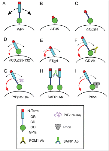 FIGURE 3. Scheme illustrating the effect of the expression of particular truncated forms of PrPC (B-E), treatment with GD-directed antibodies (F), peptides recognizing the CD region (G), aggregating antibodies recognizing GD and OR regions (H), and pathogenic prion protein (I). Absence of the OR in B and C leads to increased apoptosis. In contrast, PrPC lacking the CD but more relevantly lacking both the GD and the CD induced increased neurotoxicity. In contrast, aggregating antibodies (H), GD-directed antibodies (F), peptides (G), and the pathogenic prion (I) lead to profound changes in the 3D organization of PrPC in the membrane, which triggers the approach of the N-terminal region to the plasma membrane (red curved arrow) leading to increased ROS production and cell death as observed in PrPC constructs with artificial tethering of the N-terminal to the membrane. In these conditions, PrPC recycling is very low and their homeostatic function is lost.