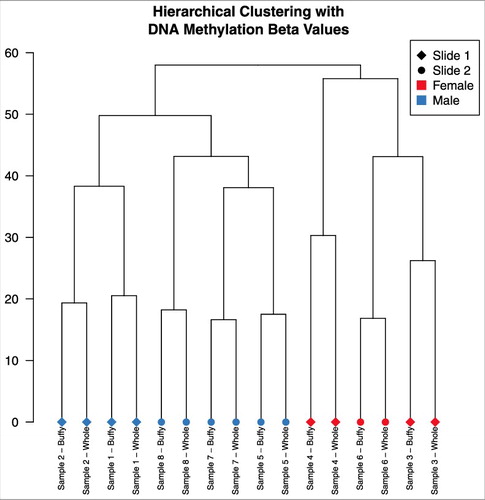 Figure 2. Dendrogram from hierarchical clustering on DNA methylation data, using complete linkage method. Samples clustered together by pairs.