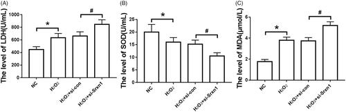 Figure 2. Effects of knockdown of Srxn1 on LDH, SOD and MDA in astrocytes induced by H2O2. Note: (A) LDH release level of cells in each group; (B) SOD activity in each group; (C) MDA content in each group. Compared with NC group, *P < .05; compared with H2O2+si-con group, #P < .05.