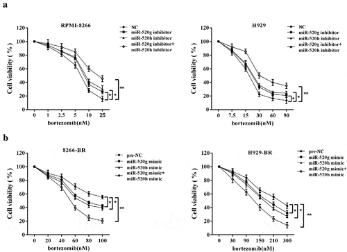Figure 4. Co-effect of miR-520g/h on cell viability of (a) normal RPMI-8266 or H929 cells, and (b) drug-resistant 8266-BR and H929-BR cells in response to doses of bortezomib through MTT assay. *p < 0.05, **p < 0.01 compared with NC or pre-NC.