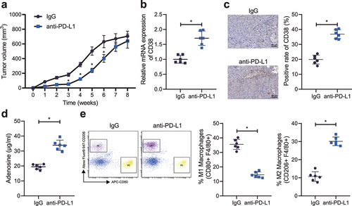 Figure 5. CD38 expression and macrophage M2 polarization are enhanced in the HCC cell-bearing mice resistant to PD-1/PD-L1 inhibitor. A, Measurement of the tumor volume of anti-PD-L1-treated mice. B, CD38 mRNA expression in the tumor tissues of mice resistant to anti-PD-L1 treatment detected by RT-qPCR. C, CD38 mRNA expression in the tumor tissues of mice resistant to anti-PD-L1 treatment detected by IHC, scale bar: 50 μm. D, Adenosine content in the tumor tissues of mice resistant to anti-PD-L1 treatment. E, Macrophage polarization in tumor tissues of mice resistant to anti-PD-L1 treatment detected by flow cytometry. n = 6, * p < .05. The data in the figure are all measurement data, and are expressed as mean ± standard deviation. Comparison of data in two groups was conducted by independent sample t test. Data at different time points was analyzed by repeated measures ANOVA.