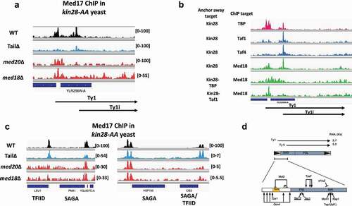 Figure 3. Opposing effects of deletion of mediator tail and head module subunits on mediator association with Ty1 and Ty1i promoters. (a) Med17 (head) ChIP-seq reads mapped to YLRWTy1-3 in wild type, med2∆ med3∆ med15∆, med18∆, and med20∆ yeast. Transcripts corresponding to Ty1 and Ty1i are indicated below. Note that reads cannot be unambiguously assigned to individual Ty1 elements; hence, YLRWTy1-3 serves as a proxy for a “representative” Ty1 element. Relative scales per total number of mapped reads are indicated. Data is from [Citation31,Citation55]. (b) ChIP-seq reads for TBP, Taf1 and Taf4 (TFIID subunits), and Med18 (head) mapped to YLRWTy1-3 with depletion of Kin28, Kin28 and TBP, or Kin28 and Taf1, as indicated. Data is from [Citation31,Citation88]. (c) Browser scans showing Med17 (head) occupancy at LEU1, PMA1, HSP150, and CIS3 in wild type, med2∆ med3∆ med15∆, med18∆, and med20∆ yeast after Kin28 depletion. Designation of genes as SAGA-dominated or TFIID-dominated is from [Citation46]. Relative scales per total number of mapped reads are indicated. Data is from [Citation31,Citation55]. (d) Schematic diagram of Ty1. Ty1 and Ty1i transcripts are indicated at the top; expanded view at bottom indicates binding sites for the indicated TFs [Citation52].