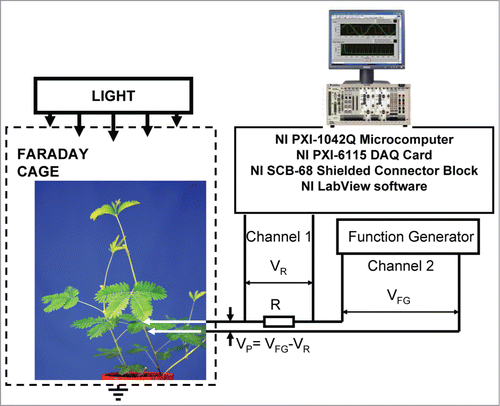 Figure 2. Block diagram of the data acquisition and electrostimulation system.