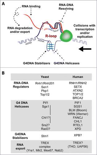 Figure 1. R-loop regulatory factors. (A) RNA modulatory processes involving RNA binding, degradation, and export cooperate with RNA-DNA hybrid resolving/suppressing factors and G4DNA helicases to suppress R-loop accumulation. On the other hand, G4DNA stabilizing factors can promote R-loop accumulation. R-loop accumulation can lead to genome-destabilizing collisions with transcription and/or replication machinery. (B) Examples of yeast and human R-loop regulators that may or may not be linked to ALS pathobiology.