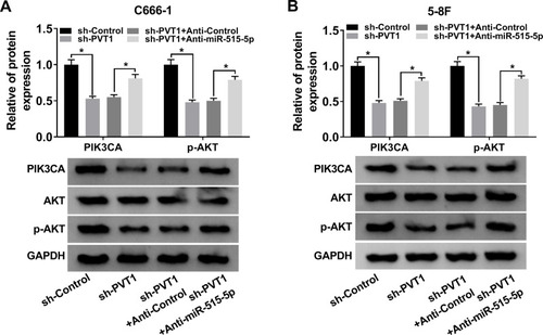 Figure 7 PVT1 regulated AKT pathway via sponging miR-515-5p in NPC cells. (A and B) The protein levels of PIK3CA, AKT and p-AKT in NPC cells transfected with sh-PVT1, sh-PVT1 + Anti-miR-515-5p or corresponding controls were evaluated by Western blot.*P < 0.05.