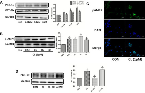 Figure 4 CL increases the expression of AMPK, PGC-1α, and CPT-1b in L6 myotubes. (A) CL treatment for 24 h dose-dependently increased PGC-1α and CPT-1b protein expression in L6 myotubes, according to Western blot analysis. The expression of each target protein was normalized to that of GAPDH, then to that of the control samples. (B) Effects of the treatment of L6 myotubes with CL (1 µM) for the indicated times on the phosphorylation (p-AMPK) and expression of AMPK, according to Western blot analysis. p-AMPK band intensity was normalized to that of total AMPK, then to that of the control samples. (C) Effects of the treatment of L6 myotubes with CL (1 μM) for 4 h on AMPK phosphorylation in immunofluorescence-stained L6 myotubes. Anti-p-AMPK conjugated to FITC and DAPI were used. Magnification 400×. (D) Effects of treatment with CL (1 μM), acadesine (AICAR, a cell-permeable activator of AMPK, 0.5 mM/L), and/or compound C (CC, an inhibitor of AMPK, 10 μM/L) on the expression of PGC-1α. The expression of PGC-1α was normalized to that of GAPDH, then to that of the control samples. *p < 0.01 versus C, #p < 0.01 versus CL. Data are mean and SD, n = 4–6.