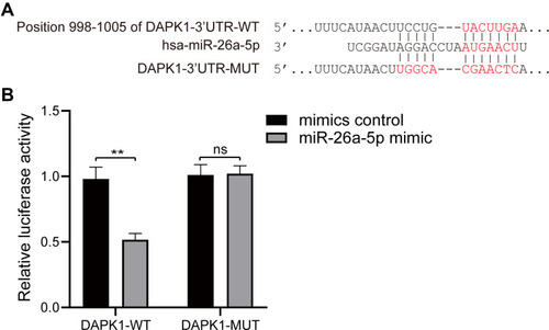 Figure 3 MiR-26a-5p target gene identification. (A) Prediction of the binding site of miR-26a-5p and death associated protein kinase 1 (DAPK1) using the TargetScan database; (B) target regulation of miR-26a-5p to DAPK1 proved by luciferase reporter system. At least three repeats were conducted, and the mean ± SD is presented, **P<0.01.
