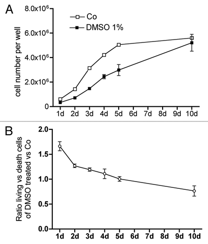 Figure 12. DMSO significantly attenuated cell multiplication of MC3T3-E1 cells and changed the ratio of living vs. dead cells. Cells were treated for 1 to 10 d with 1% DMSO. At the respective time point cells were liberated by pronase treatment and an aliquot was counted (A). The ratio between living and dead cells changed with culture time (B). Except on day 1 and 10 the differences between untreated and DMSO treated cells were significantly different.