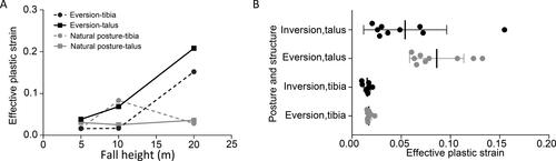 Figure 2. (A) The effective plastic strain of the tibia and talus increases as the height of falling increases, which differs from the natural posture. (B) The distal tibia and talus endure smaller effective plastic strains in inversion posture which may cause less severe injury than eversion posture.