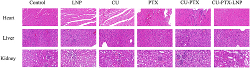 Figure 10 Histological sections of the heart, liver and kidney of KM mice treated with different drugs.