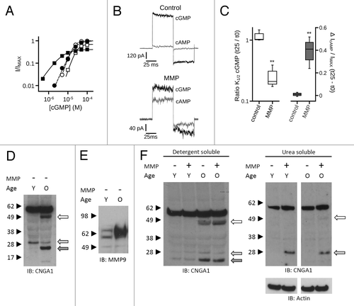 Figure 11. MMPs enhance the ligand sensitivity and apparent proteolysis of native rod photoreceptor CNG channels. (A) MMP9 (10 nM) was applied to the extracellular face of inside-out patches excised from Xenopus rod outer segments. Representative dose-response curves are shown for activation of control (open symbols) and MMP9-treated (closed symbols) rod CNG channels by cGMP at t0 (circles) and t25 (squares). Currents were normalized to the maximum t0 cGMP current. Parameters of best fit Hill curves (t0, hashed line; t25, solid line) for each condition shown are as follows: control, K1/2,t0 = 19.3 μM, nH = 2.6, IMAX = 1.0, K1/2,t25 = 28.1 μM, nH = 2.6, IMAX = 0.70; MMP9, K1/2,t0 = 22.8 μM, nH = 2.0, IMAX = 1.0, K1/2,t25 = 4.9 μM, nH = 1.3, IMAX = 0.41. (B) Representative current traces after activation by a saturating concentration of cGMP (1 mM, black line) or cAMP (10 mM, gray line) for control (top) and MMP9-treated (bottom) patches at approximately 25 min following excision. (C) Box plots summarizing the change in K1/2 cGMP (Left) and the change in cAMP efficacy (Right) approximately 25 min post excision. Exposure to MMP9 significantly reduced the K1/2 cGMP and enhanced the efficacy of cAMP relative to controls (**p < 0.01, Student’s t-test, n = 3). (D) Application of MMP2 and -9 promotes proteolysis of native rod CNGA1 subunits in a pattern that mimics existing in vivo proteolytic processing. Western blot analysis is shown of detergent-soluble protein homogenates from mouse retina of “young” (Y, 2–3 mo old) and “old” (O, 12–14 mo old) C57BL6 mice. Intact retinal tissues were treated with MMP2 and -9 (~10 μg/mL total) for 1 h; protein immunoreactivity was assessed using anti-CNGA1 1D1 antibody or anti-MMP9 antibody. Channel subunit proteolytic band patterns differ between young and old mice in the absence of exogenous MMP application. (E) Analysis of MMP9 in these retinas demonstrated elevated levels of a ~65 kDa active form of MMP9 in the old retinas compared with young retinas. (F) MMP9/2 exposure was associated with only a slight increase in the apparent ~50 kDa CNGA1 proteolytic band in the detergent soluble fraction (Left); however, MMP exposure led to a significant increase in the apparent ~30 kDa band in the urea-soluble retinal fraction (Right). This is also a constitutive band (present in tissues not exposed to exogenous MMPs) in both young and old detergent-soluble retinal fractions (F, light gray arrow), and is visible with longer film exposures in the urea-soluble fractions (data not shown).