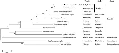 Figure 1. Phylogenetic position of M. maximowiczii determined by Maximum likelihood methods based on combined analysis with amino acids sequences of 16 chloroplast genes common in all taxa. Bootstrap values over 50% from 1000 replicates are exhibited for corresponding branches. Sequences from 1 Marchantiopsida, 1 Jungermanniopsida and 1 Anthocerotophyta were used as outgroup. GenBank accession numbers of chloroplast genomes used are Anthoceros formosae (NC_004543), Bartramia pomiformis (MT024676), Climactium dendroides (MT006132), Marchantia polymorpha (NC_037507), Myuroclada maximowiczii (MT726030), Orthotrichum rogeri (NC_026212), Pellia endiviifolia (NC_019628), Physcomitrella patens (NC_037465), Sanionia uncinata (NC_025668), Sphagnum palustre (NC_03019), Syntrichia filaris (MK852705), Takakia lepidozioides (NC_028738) and Tetraphis pellucida (NC_024291).