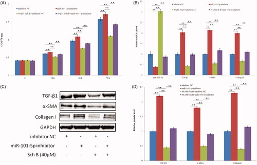 Figure 3. Sch B targets miR-101-5p to suppress HSC activation. (A) Effects of Sch B and miR-101-5p inhibitor on HSC-T6 cells proliferation and viability, cell viability was measured by MTT. (B) Effects of Sch B and miR-101-5p inhibitor on the relative mRNA expression levels of miR-101-5p, TGF-β1, α-SMA and collagen I. (C, D) Effects of Sch B and miR-101-5p inhibitor on the protein expression levels of TGF-β1, α-SMA, and collagen I. Data are mean ± SEM of three independent experiments; *p < .05, **p < .01.