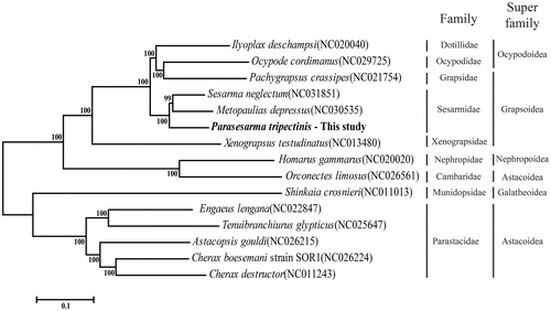 Figure 1. Phylogenetic tree based on 15 whole mitogenomes constructed using maximum likelihood approach. The number in phylogenetic tree is bootstrap probability value. On right side, vertical stick indicated specific family and super family of crab in Decapoda order. The GenBank accession numbers are indicated after the scientific name.