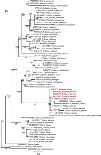 Figure 3. Phylogenetic tree of nrITS sequences of genus Fritillaria.