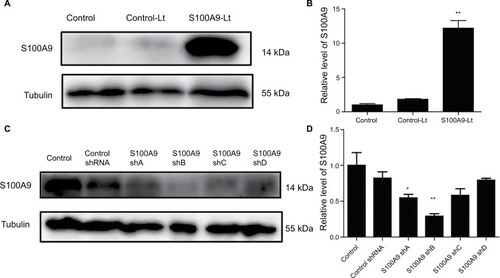 Figure 2 S100A9 upregulation and downregulation by S100A9-pLVX-IRES-ZsGreen one lentivirus and S100A9-pGFP-C-shLenti lentivirus.Notes: (A and B) S100A9 protein expression in SiHa cells transfected with S100A9-pLVX-IRES-ZsGreen one lentivirus was detected by Western blot. (C and D) S100A9 protein expression in SiHa cells transfected with four various S100A9 shRNA. Data are mean ± SD from triplicate experiments. *P<0.05 compared with the control and negative control group (control-Lt or control shRNA group). **P<0.01 compared with the control and negative control group.Abbreviations: control-Lt, control lentivirus; S100A9-Lt, S100A9 lentivirus.